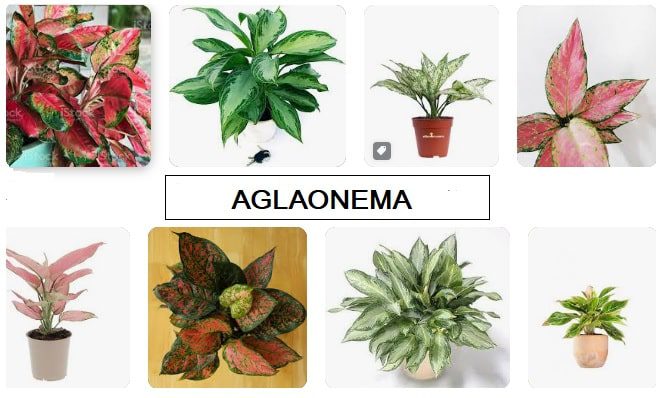 Aglaonema varietà e colori