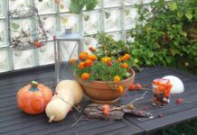 Domeniche di Ottobre e Novembre cosa fare e dove andare in autunno Domeniche di Ottobre e Novembre cosa fare e dove andare in autunno