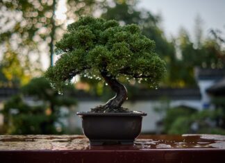 Legature bonsai come fare, tecniche e consigli Legature bonsai come fare, tecniche e consigli