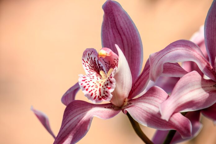 Orchidee come prendersene cura in inverno e tutto l'anno