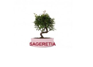 Bonsai di Sageretia coltivazione, potature e rinvasi Bonsai di Sageretia coltivazione, potature e rinvasi
