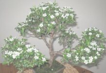 Bonsai di Serissa nome di coltivazione dell’albero delle 1000 stelle Bonsai di Serissa nome di coltivazione dell'albero delle 1000 stelle