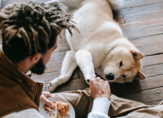 Sterilizzazione del cane maschio temporanea e castrazione definitiva Sterilizzazione del cane maschio temporanea e castrazione definitiva