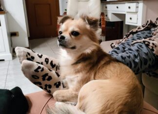 Perché avere un animale in casa è salutare, quali sono gli effetti sulle persone? Perché avere un animale in casa è salutare, quali sono gli effetti sulle persone