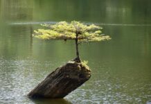 Bonsai stile su roccia e nella roccia come ottenerli Bonsai stile su roccia e nella roccia come ottenerli