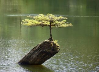 Bonsai stile su roccia e nella roccia come ottenerli Bonsai stile su roccia e nella roccia come ottenerli