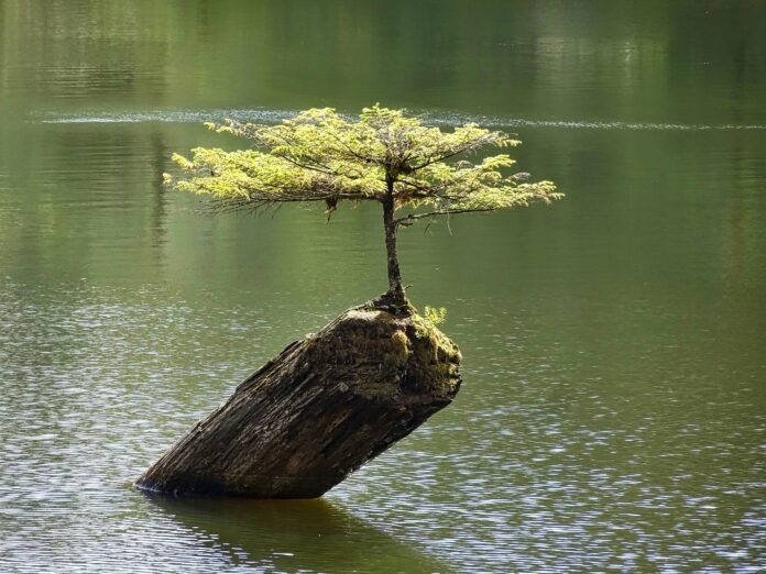 Bonsai stile su roccia e nella roccia come ottenerli