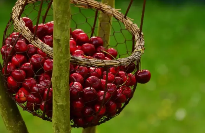 Cosa significa sognare di raccogliere o mungere, simboli e numeri