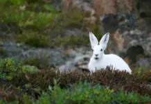 Racconto per bambini: Il prato fiorito il Coniglio Neve e il Drago Storia di guerra e di amore: Il prato fiorito il Coniglio Neve e il Drago