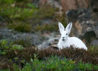 Racconto per bambini: Il prato fiorito il Coniglio Neve e il Drago Storia di guerra e di amore: Il prato fiorito il Coniglio Neve e il Drago