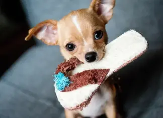 Come educare un cucciolo di cane: guida per i primi mesi di vita Come educare un cucciolo di cane: guida per i primi mesi di vita