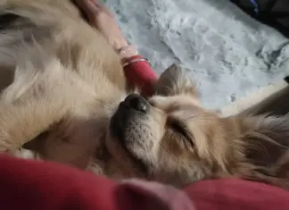 Sostenibilità e benessere degli animali ed il cibo per cani Sostenibilità e benessere degli animali ed il cibo per cani