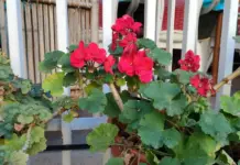 Gerani foglie gialle le cause e i rimedi Gerani foglie gialle le cause e i rimedi