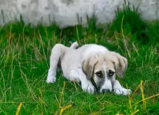 Malattie Comuni nel Cane: guida per proprietari attenti Malattie Comuni nel Cane: guida per proprietari attenti