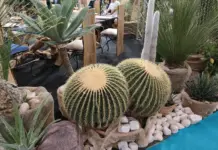 Piante con foglie gialle: perché? Piante con foglie gialle: perché?