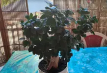 Malattie dei Bonsai e Parassiti comuni Malattie dei Bonsai e Parassiti comuni