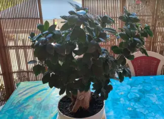 Malattie dei Bonsai e Parassiti comuni Malattie dei Bonsai e Parassiti comuni