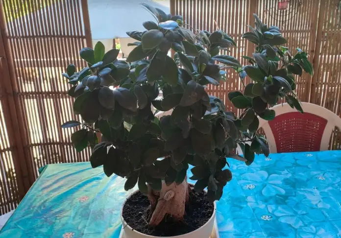 Malattie dei Bonsai e Parassiti comuni