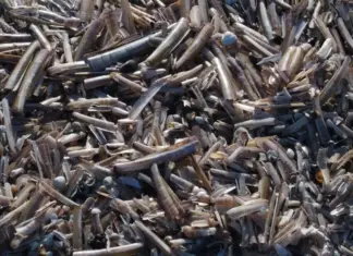 Cannolicchi ricette e curiosità Cannolicchi ricette e curiosità