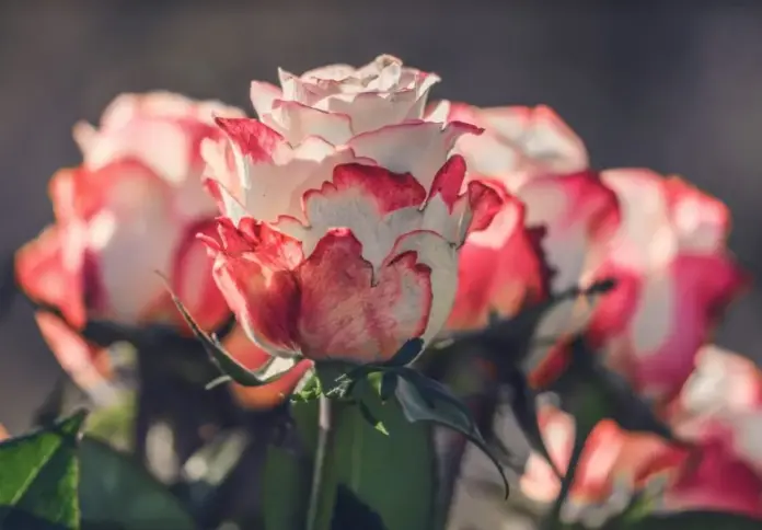 Rosa leggende 3 miti e storie su rose e spine