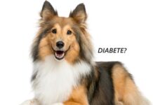 Cane Giovane Diabetico? Cause e Rimedi Cane giovane diabetico? Cause e rimedi