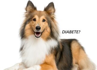 Cane Giovane Diabetico? Cause e Rimedi Cane giovane diabetico? Cause e rimedi