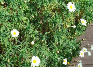 Margherita significato del fiore e leggende sulle margherite Margherita significato del fiore e leggende sulle margherite