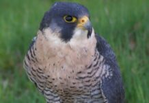 Il Falco Pellegrino un fulmine velocissimo con le piume Il Falco Pellegrino un fulmine velocissimo con le piume