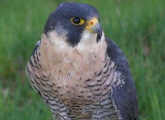 Il Falco Pellegrino un fulmine velocissimo con le piume Il Falco Pellegrino un fulmine velocissimo con le piume