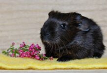 Animali da compagnia poco impegnativi: idee regalo perfette Animali da compagnia poco impegnativi: idee regalo perfette