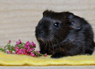 Animali da compagnia poco impegnativi: idee regalo perfette Animali da compagnia poco impegnativi: idee regalo perfette