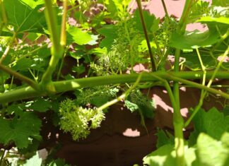 Potatura della vite in primavera: potatura verde un tocco delicato per uva rigogliosa Potatura della vite in primavera e vite con grappoli