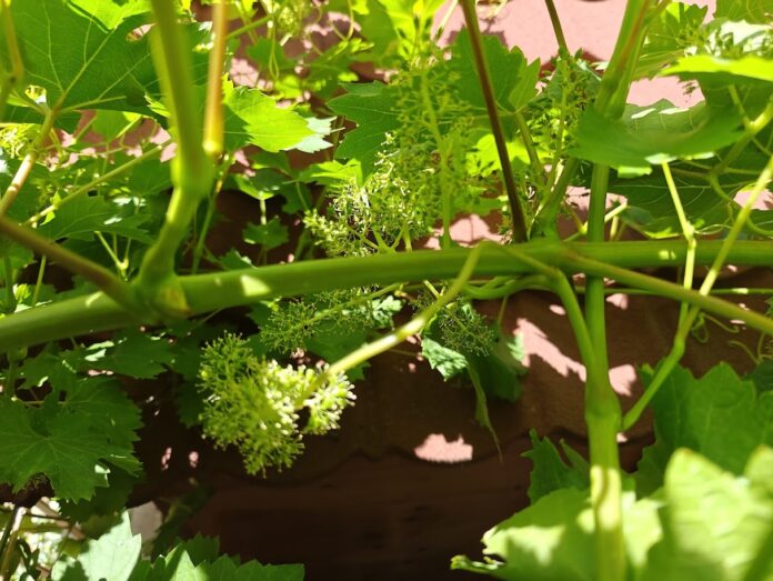 Potatura della vite in primavera e vite con grappoli