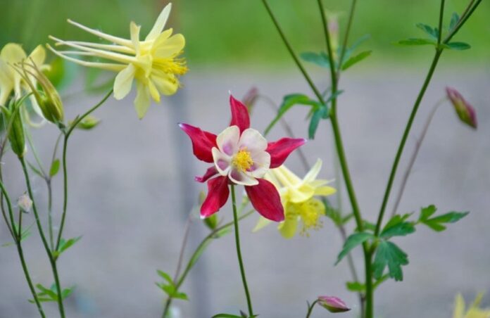 giardino e fiori
