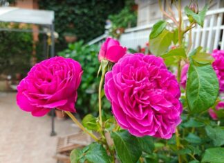 Il caldo estivo e le piante, come proteggerle dal sole e dall’afa piante di rose con fiori