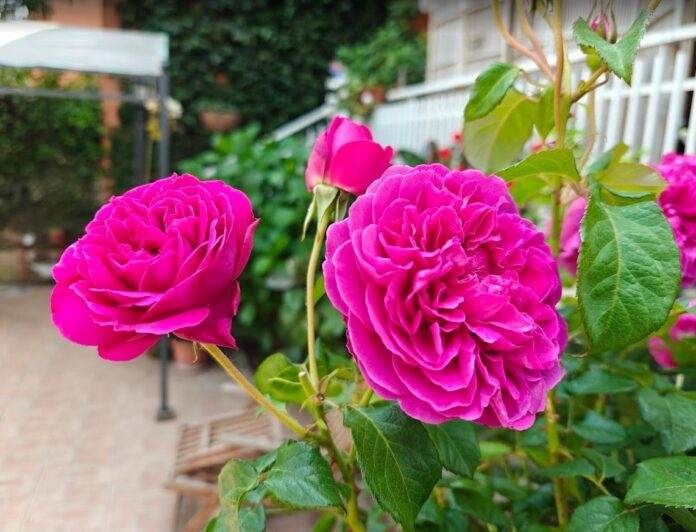 piante di rose con fiori