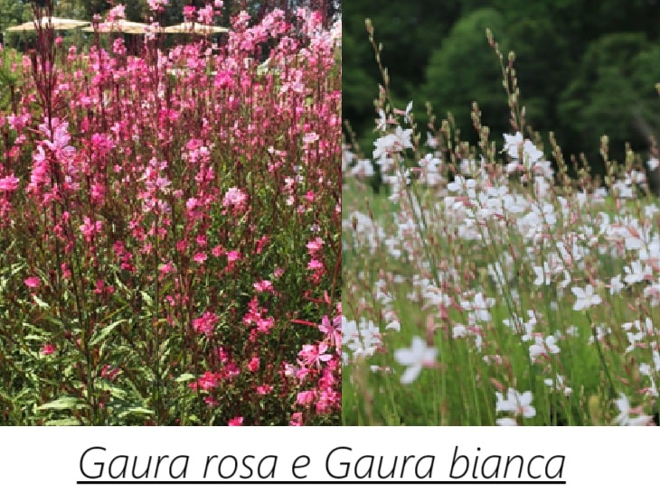Gaura fiori rosa e Gaura bianca