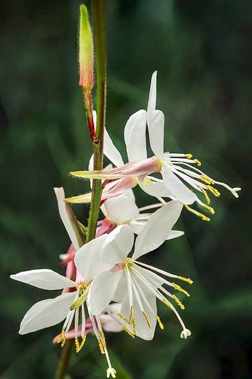 Gaura