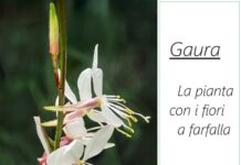 Gaura la pianta con fiori a farfalla facile da coltivare Gaura la pianta con fiori a farfalla facile da coltivare