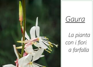 Gaura la pianta con fiori a farfalla facile da coltivare Gaura la pianta con fiori a farfalla facile da coltivare