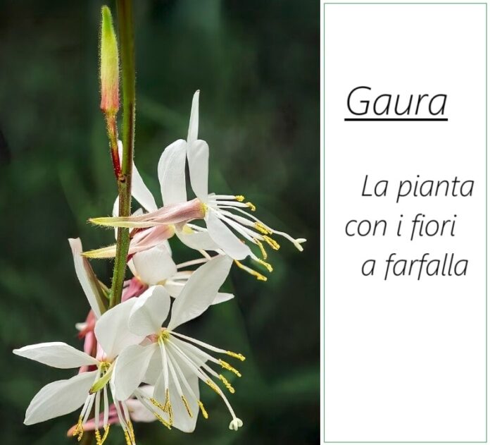 Gaura la pianta con fiori a farfalla facile da coltivare