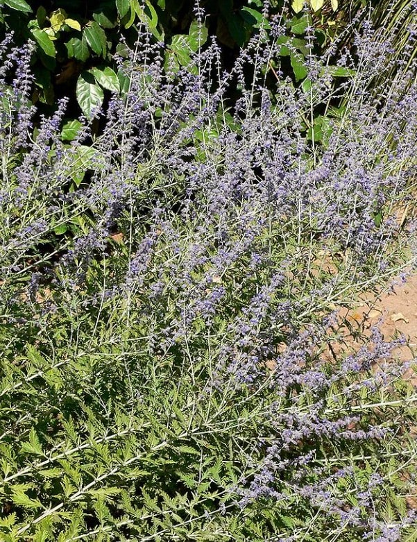 Perovskia salvia russa