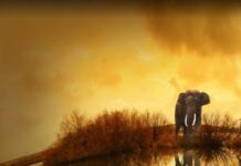 Sognare un elefante significato, simboli e numeri Sognare un elefante significato, simboli e numeri