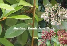 Photinia o Fotinia Serratifolia verde lucido e fiori bianchi Photinia o Fotinia Serratifolia verde lucido e fiori bianchi
