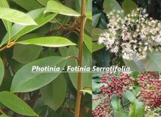Photinia o Fotinia Serratifolia verde lucido e fiori bianchi Photinia o Fotinia Serratifolia verde lucido e fiori bianchi