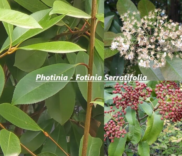 Photinia o Fotinia Serratifolia verde lucido e fiori bianchi