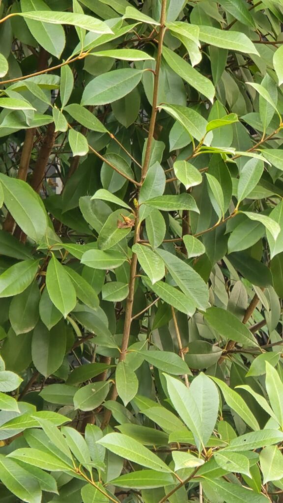 Photinia varietà