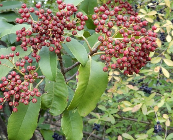 Photinia serratifolia bacche