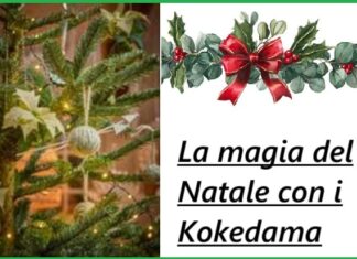 Stella di Natale con KOKEDAMA: magia e innovazione natalizia Stella di Natale con KOKEDAMA: magia e innovazione natalizia