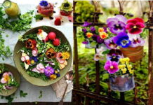 Mangiare fiori e piante? Il Balcone edibile, come arredare con fiori e piante eduli belle e buone Fiori edibili da mangiare